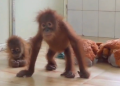 rescued orangutans set for open enclosure