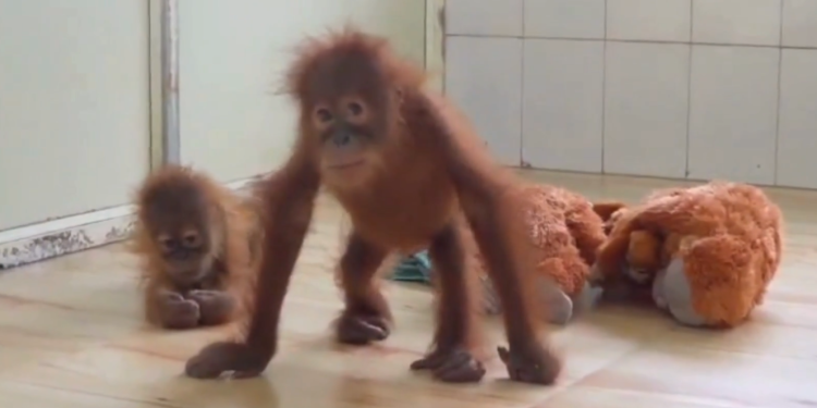 rescued orangutans set for open enclosure