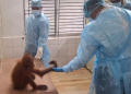 rescued orangutans