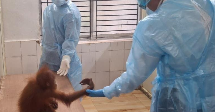 rescued orangutans