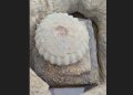Sunken temple crown appears on Ganjam coast