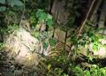 Tiger Cub Mayurbhanj