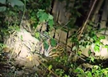 Tiger Cub Mayurbhanj