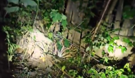 Tiger Cub Mayurbhanj