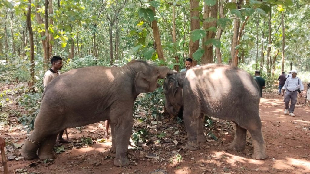 elephant