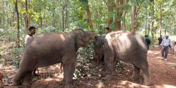 elephant