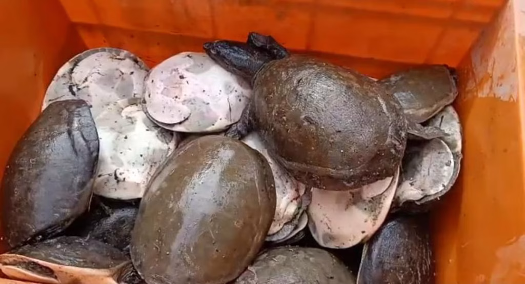 flap-shelled turtles