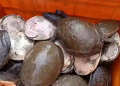 flap-shelled turtles