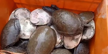 flap-shelled turtles