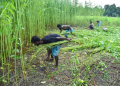 kharif crops