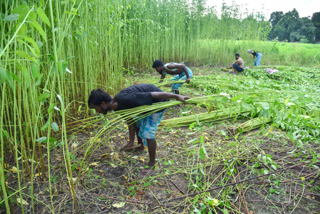 kharif crops