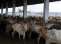Stray cattle