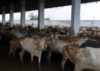 Stray cattle