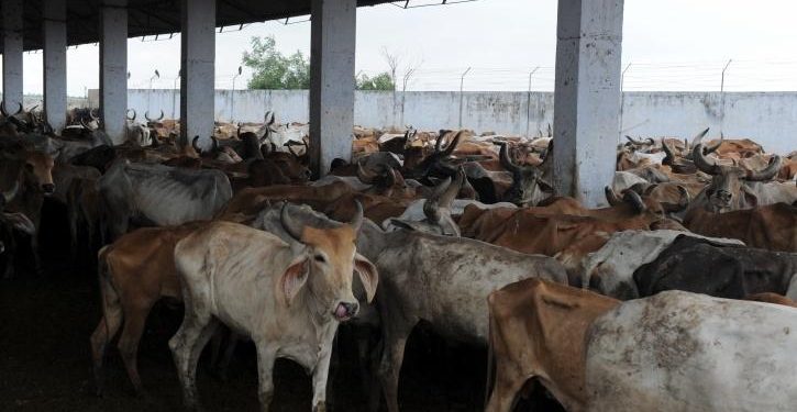 Stray cattle
