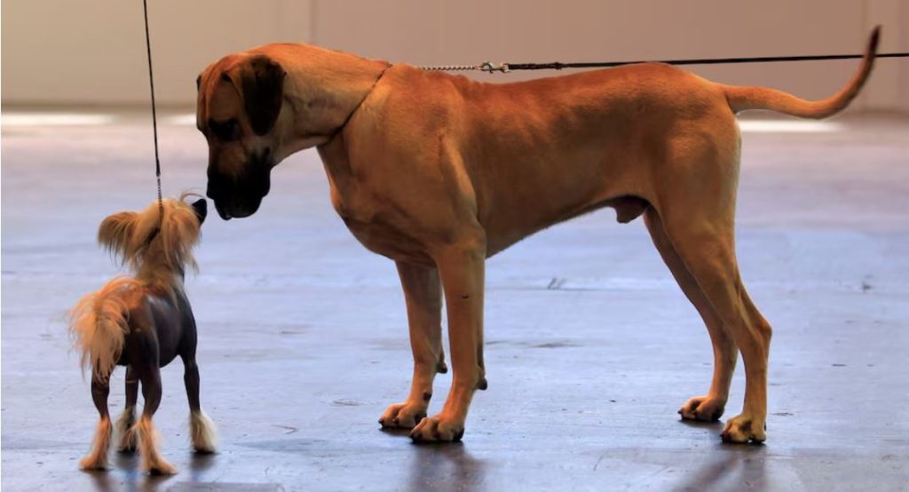 Dogs