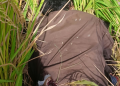 BSF thwarts infiltration