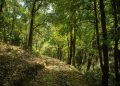 Baleshwar forest