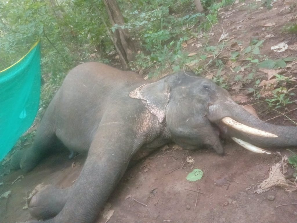 Tusker electrocuted in Anugola; 3 held