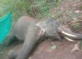Tusker electrocuted in Anugola; 3 held
