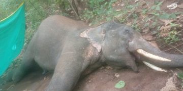 Tusker electrocuted in Anugola; 3 held