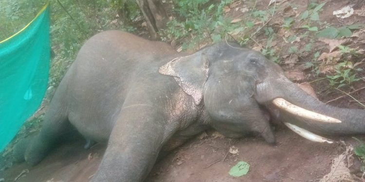 Tusker electrocuted in Anugola; 3 held