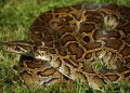 Burmese python