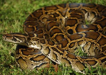 Burmese python