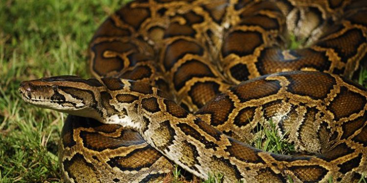 Burmese python