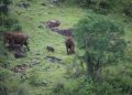Elephant calf