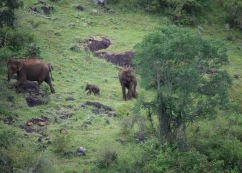 Elephant calf