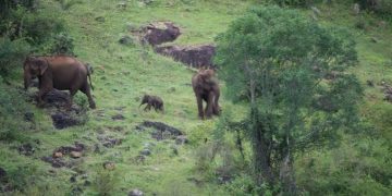 Elephant calf