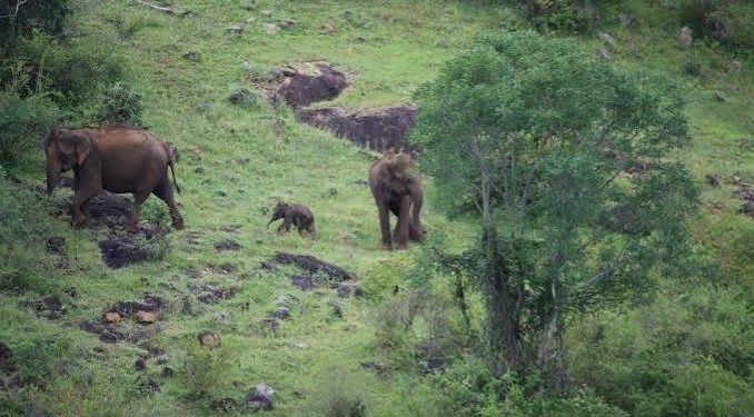 Elephant calf