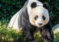 PANDA DIPLOMACY