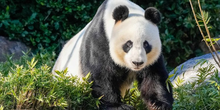 PANDA DIPLOMACY