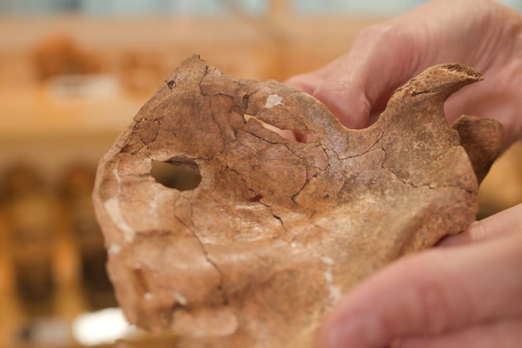 Partial skeleton