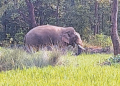 Elephant Raju