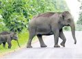 Wildlife