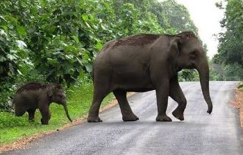 Elephant