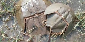 Horseshoe crabs