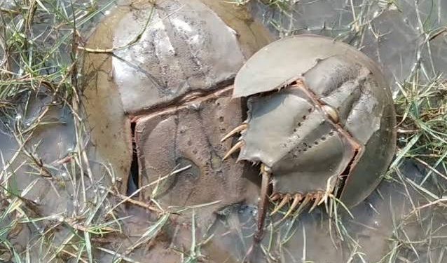 Horseshoe crabs