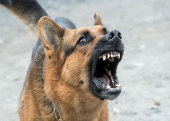 One-year-old critically hurt in stray dog attack