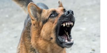 One-year-old critically hurt in stray dog attack