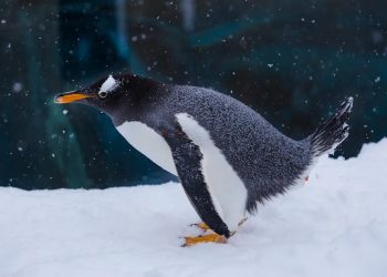 Penguin poop turning Antarctica green, accelerating ice melt