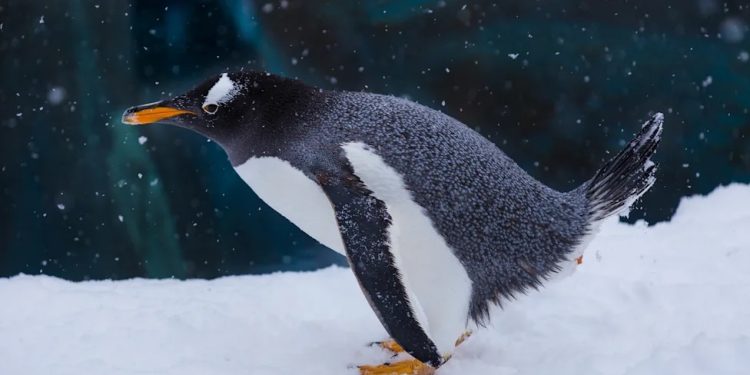 Penguin poop turning Antarctica green, accelerating ice melt